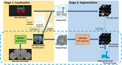 LYNSU: automated 3D neuropil segmentation of fluorescent images for Drosophila brains